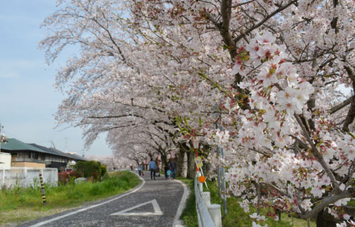 岡崎さくら電力の企業概要